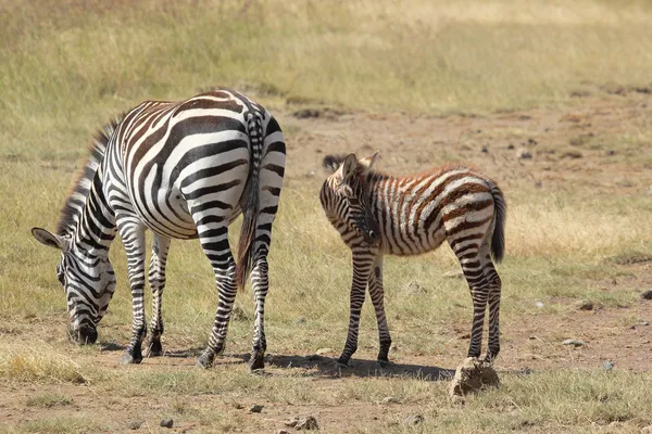 Dítě zebra s matkou — Stock fotografie