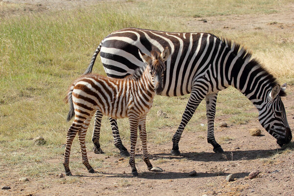 A shaggy baby zebra (Equus Quagga) with his mother