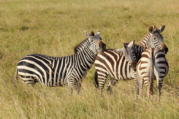 Three common zebras (Equus Quagga) in Serengeti National Park, Tanzania