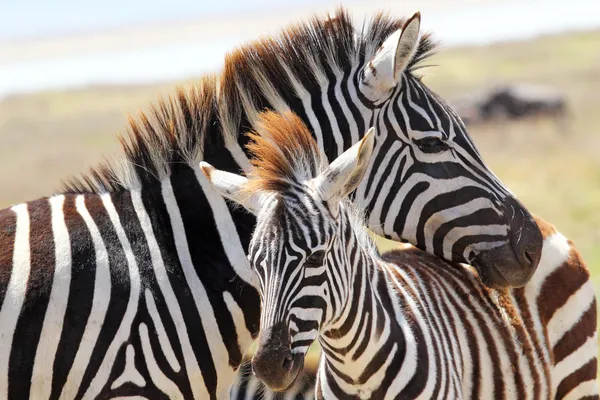 Baby zebra with mother — Stock Photo, Image