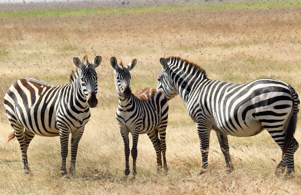 Three common zebras (Equus Quagga) plagued by a cloud of horseflies in Serengeti National Park, Tanzania