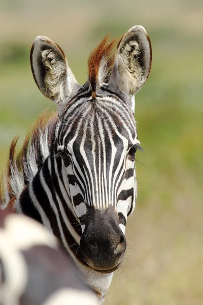 Portrét společné Zebra — Stock fotografie