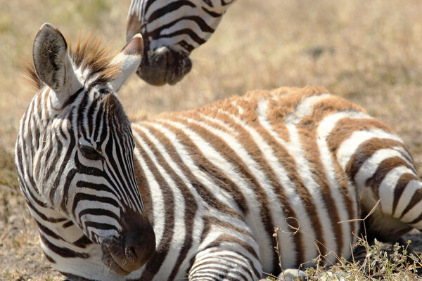 A baby zebra (Equus Quagga) lying near the mother