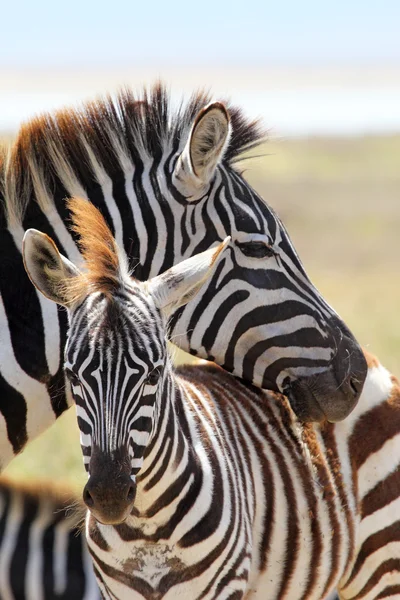 Baby zebra met moeder — Stockfoto