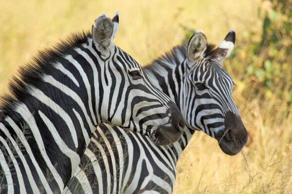 Portrait of two common zebras (Equus Quagga)