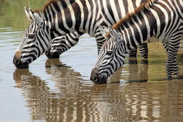 Gruppo di Zebre che beve — Foto Stock