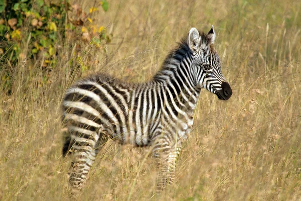 Baby zebra staande — Stockfoto