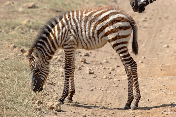 Zebra bebé — Fotografia de Stock