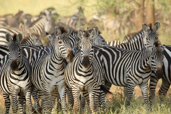 Herd of common zebras — Stock Photo, Image