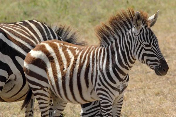 Zebra del bambino — Foto Stock