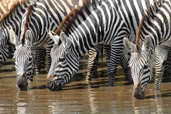 Grup içme Zebras — Stok fotoğraf