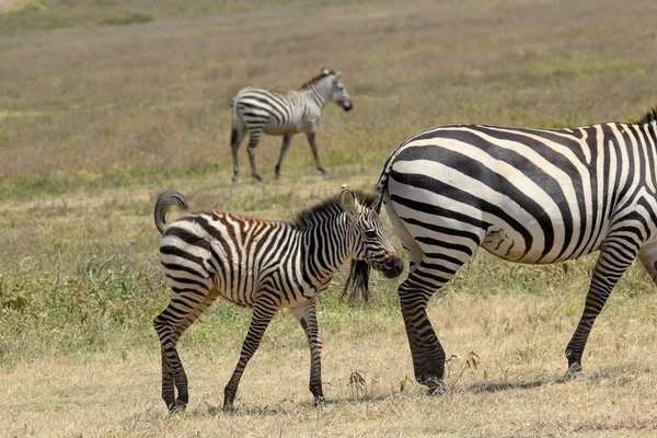 Baby zebra with mother — Stock Photo, Image
