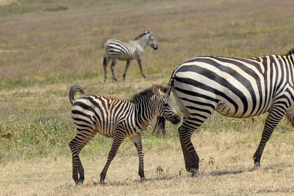 A baby zebra (Equus Quagga) walking near the mother in Ngorongoro Conservation Area, Tanzania