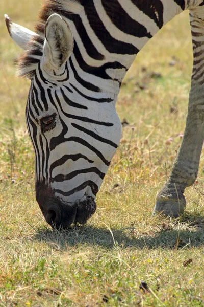 Gemeenschappelijke zebra grazen — Stockfoto