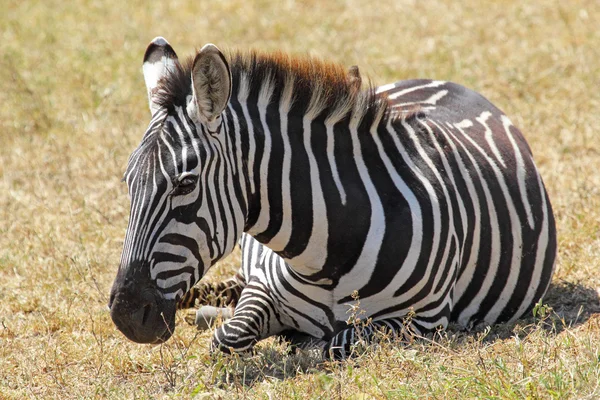 Ortak zebra yalan — Stok fotoğraf