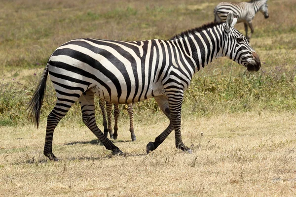 Společné zebra chůzi — Stock fotografie