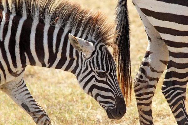 Closeup dítě zebra — Stock fotografie