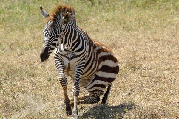 Sollevamento zebra bambino — Foto Stock