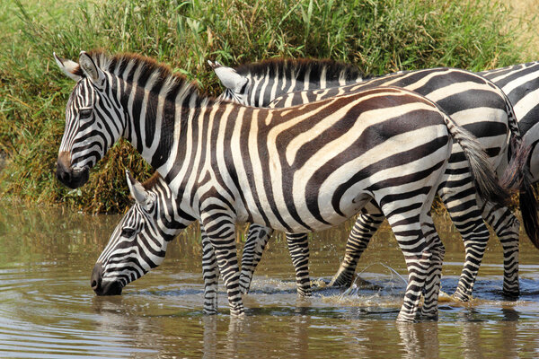 A group of common zebras (Equus Quagga) drinking from a waterhole