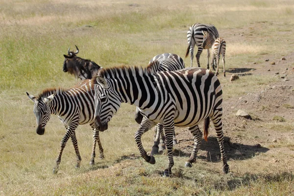 Gruppe gemeiner Zebras — Stockfoto