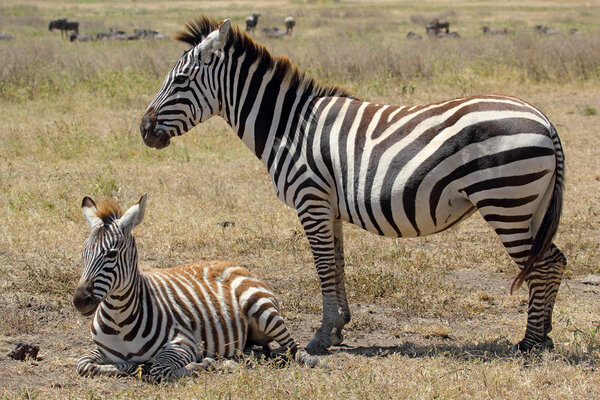 A baby zebra (Equus Quagga) lying with his mother in Ngorongoro Conservation Area, Tanzania