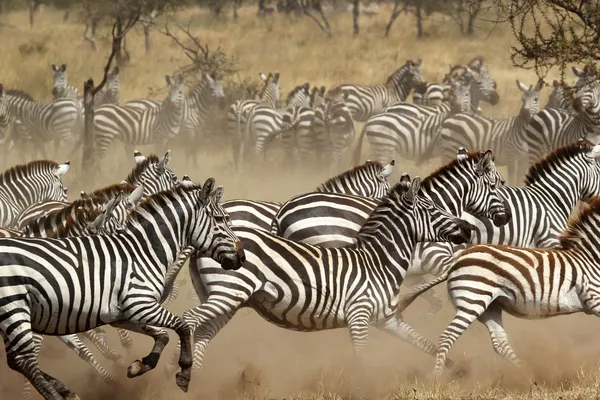 Besättning av zebror gallopping Εικόνα Αρχείου