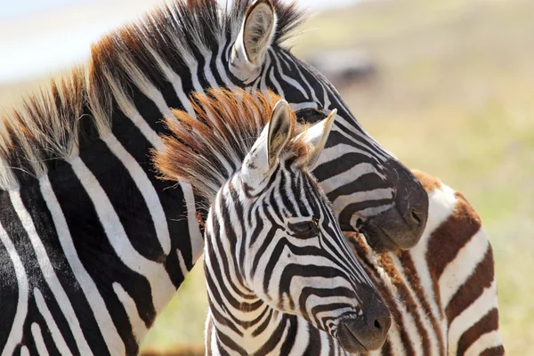 Bebê Zebra com a mãe Imagem De Stock
