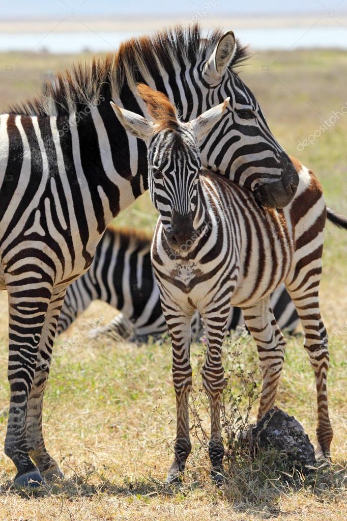 Bebe Zebre Images Libres De Droit Photos De Bebe Zebre Depositphotos