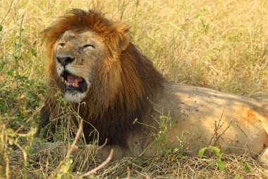 erkek aslan dinlenme