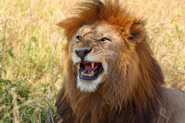 Löwenmännchen zeigt Zähne — Stockfoto