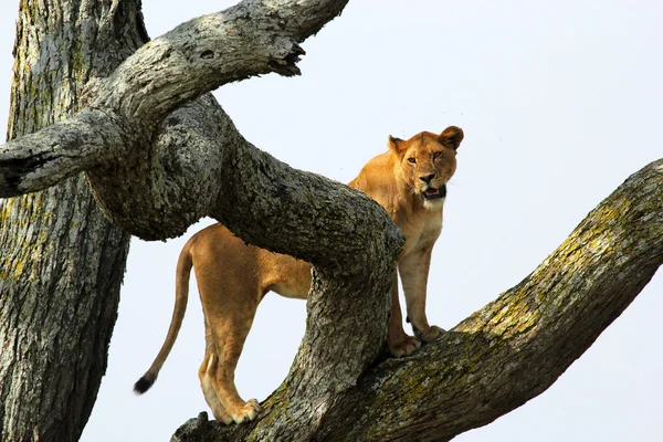 Lioness on a tree — Stock Photo, Image
