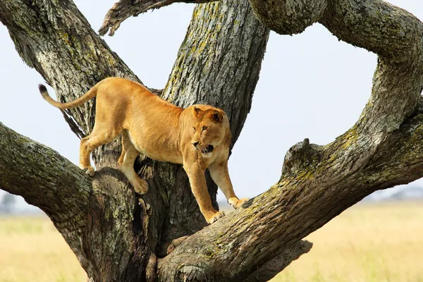 Dişi aslan bir ağaç üzerinde — Stok fotoğraf