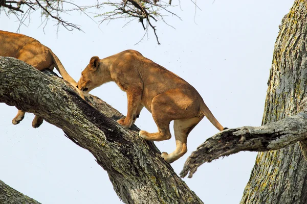 Lionne sur un arbre — Photo