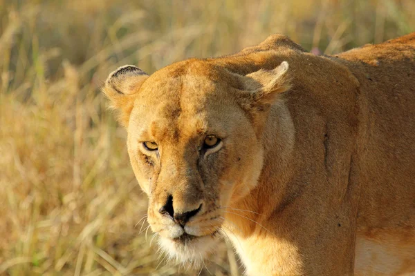 Portret van een leeuwin — Stockfoto
