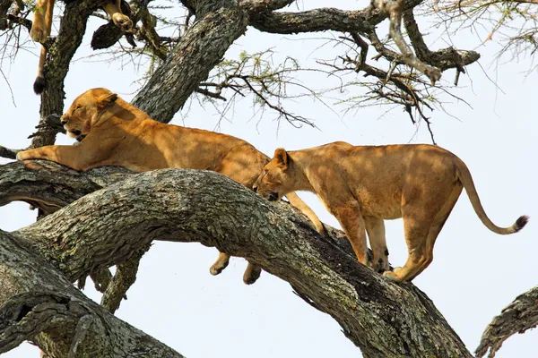 Löwin auf einem Baum — Stockfoto