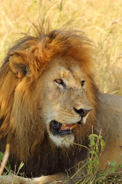 Portrait of a male lion