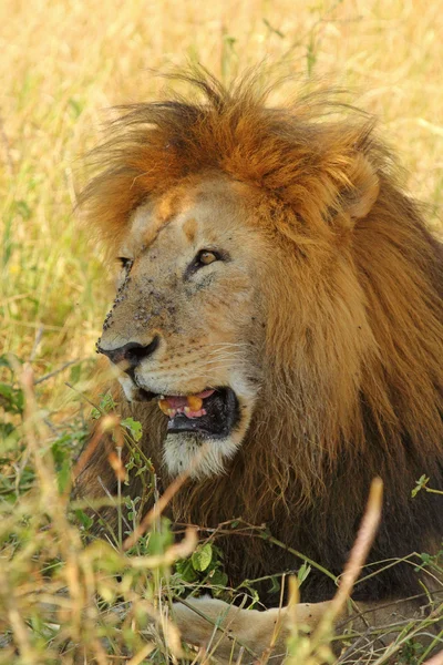 Mannetjes leeuw rust — Stockfoto