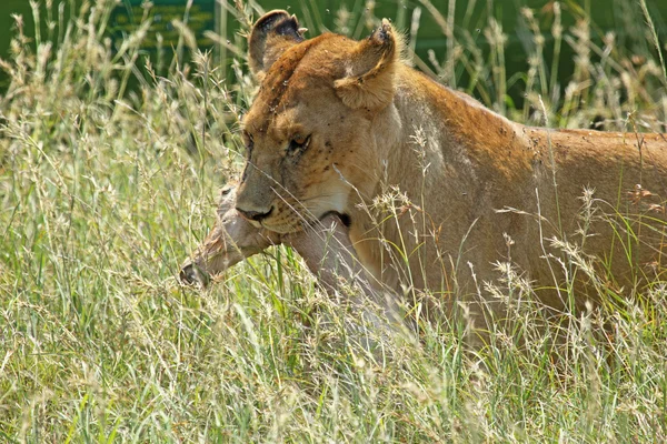 Löwin kehrt von der Jagd zurück — Stockfoto