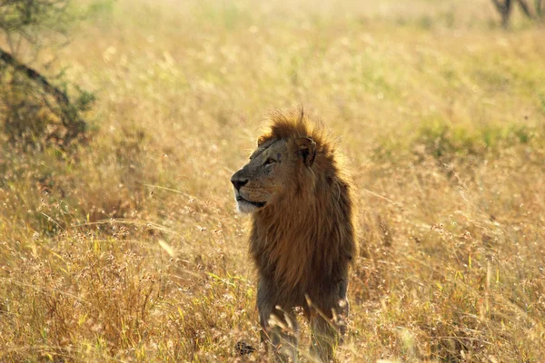 Männlicher Löwe in der Savanne — Stockfoto