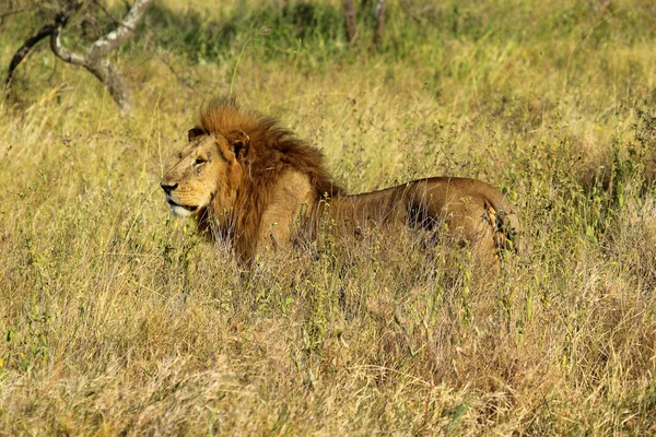 Leão macho em savana — Fotografia de Stock