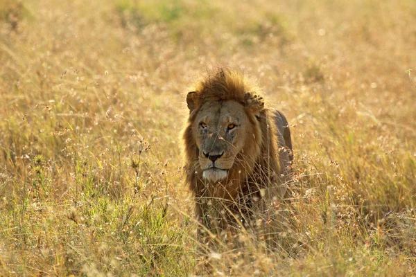 Männlicher Löwe in der Savanne — Stockfoto