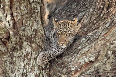 bir ağaç üzerinde leopar
