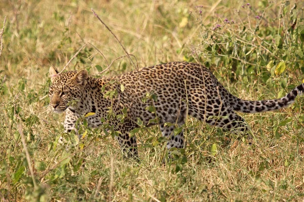 Leopard mergând pe iarbă — Fotografie, imagine de stoc