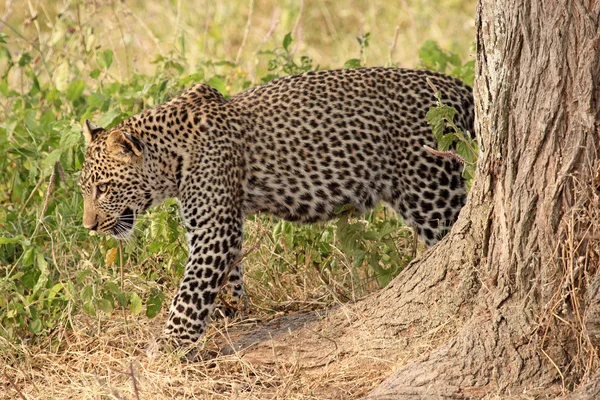 Leopard se mișcă în tufiș — Fotografie, imagine de stoc