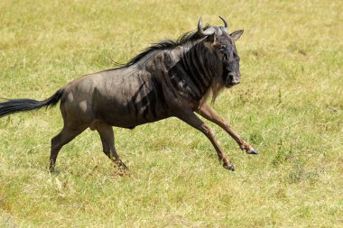 Blue wildebeest running clipart