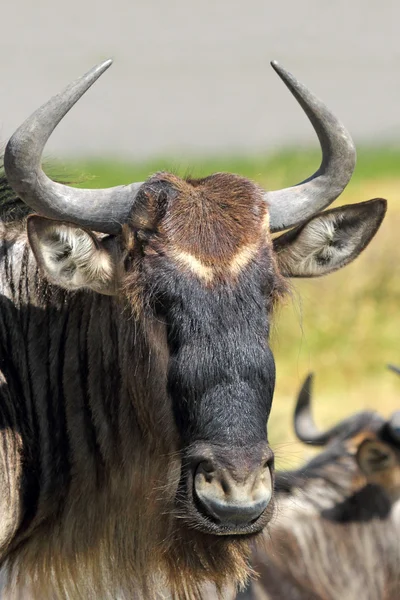 Porträtt av en blue wildebeest — Stockfoto