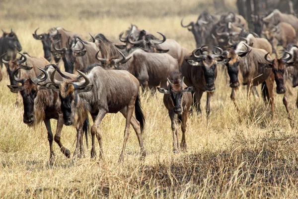 Αγέλη με τον μπλε wildebeests κατά τη διάρκεια της μεγάλης μετανάστευσης — Φωτογραφία Αρχείου