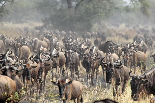 Herd of blue wildebeests during the great migration — Stock Photo, Image