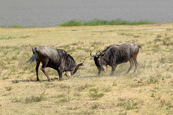 Wildebeests azules machos luchando —  Fotos de Stock