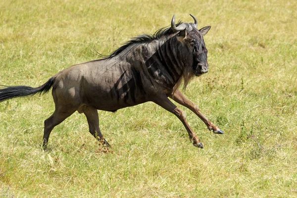 Blue wildebeest running — Stock Photo, Image
